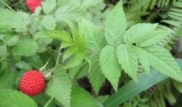 水莓100国产,探寻100国水莓种植奥秘